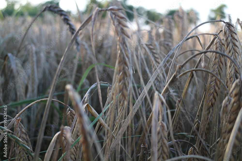 Fototapeta premium Getreide