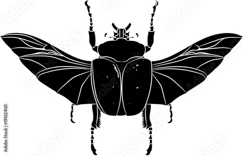 Goliathus albosignatus beetle