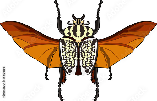 Goliathus albosignatus beetle