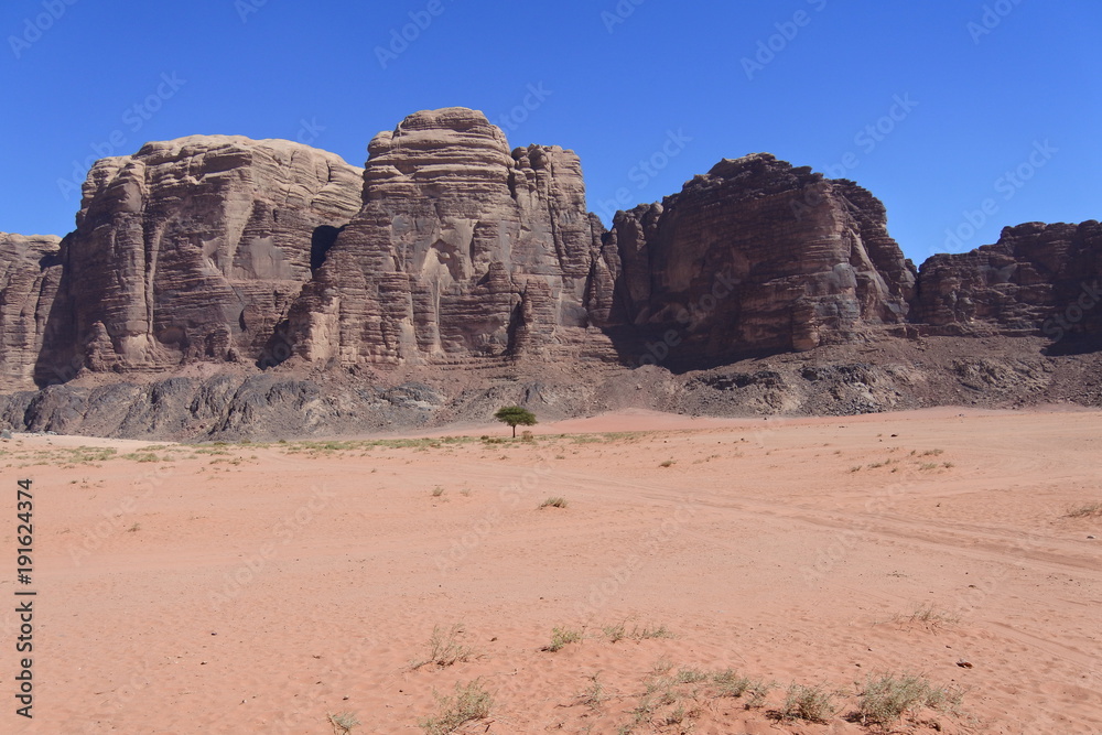Felsen, Wüste und ein Baum im Wadi Rum in Jordanien