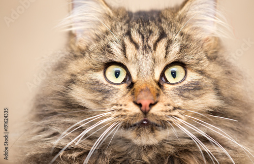 Portrait of a furry cat Maine Coon © schankz