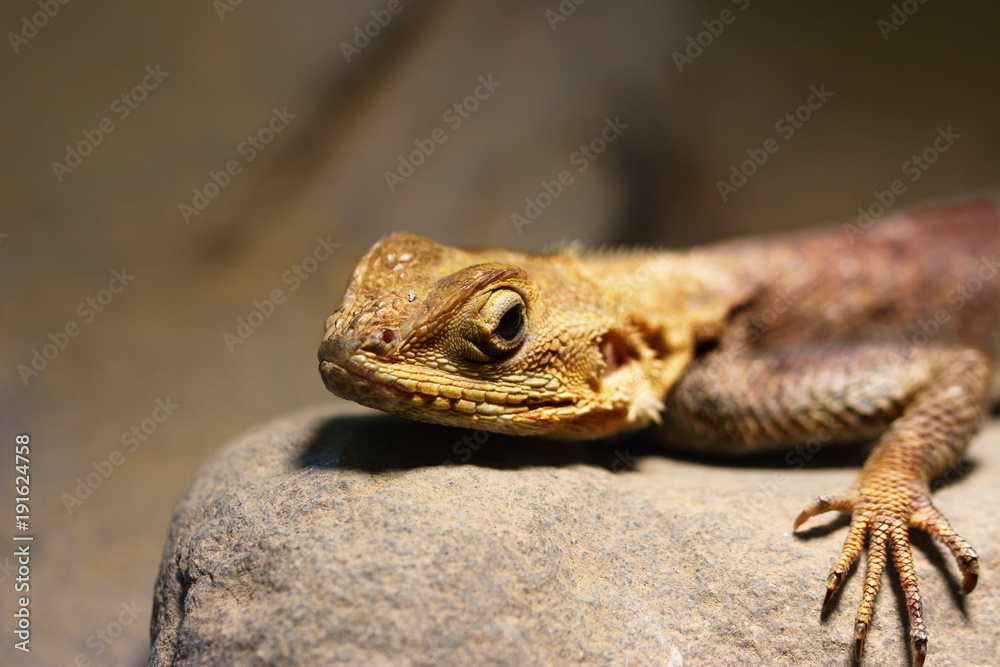 Obraz premium Agama lizard on stone
