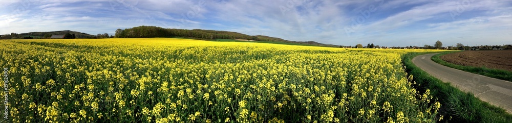 panorama of rapeseed field