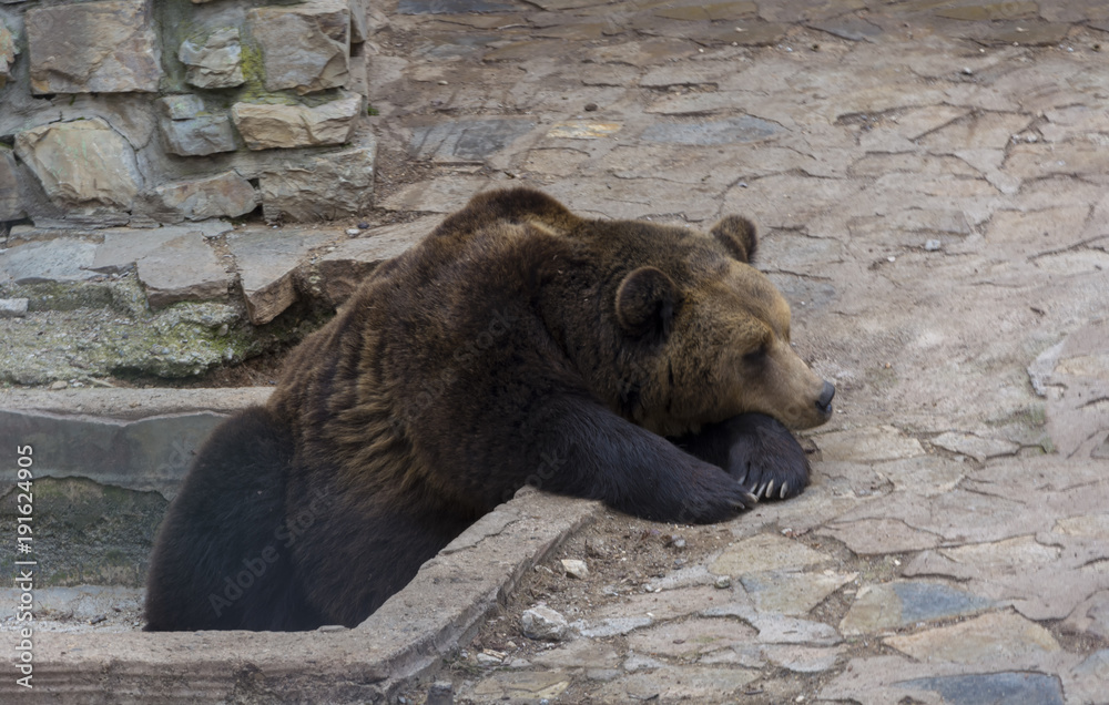 Fototapeta premium Brown bear.Grizzli-predator.Big brown bear in the zoo