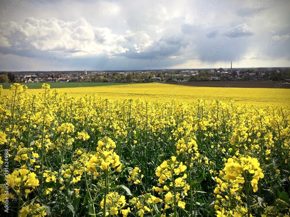 Fototapeta premium rapeseed field