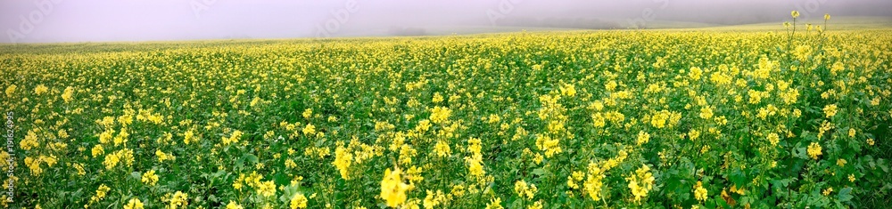 foggy panorama of rapeseed field
