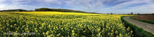 panorama of rapeseed field © Adrian