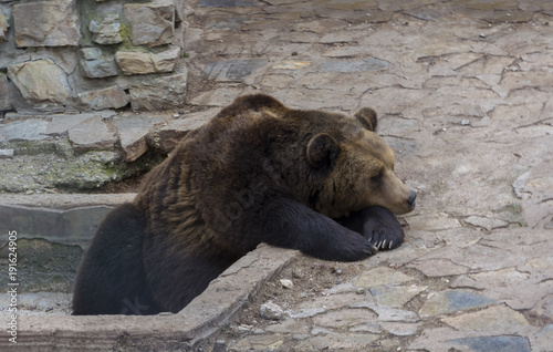 Brown bear.Grizzli-predator.Big brown bear in the zoo