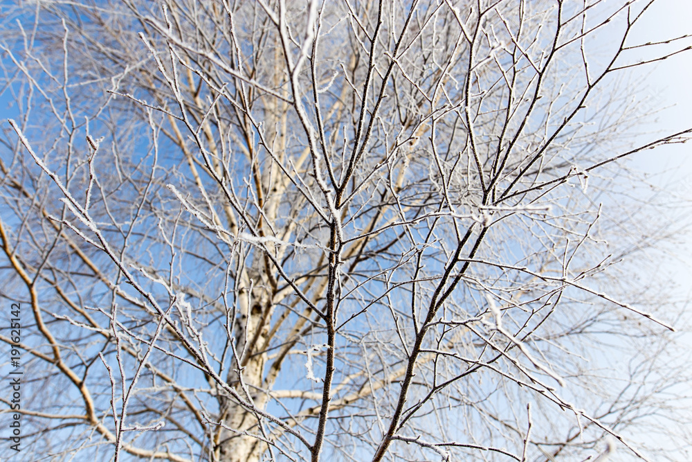 White birch branches in winter against a blue sky White birch branches in winter against a blue sky