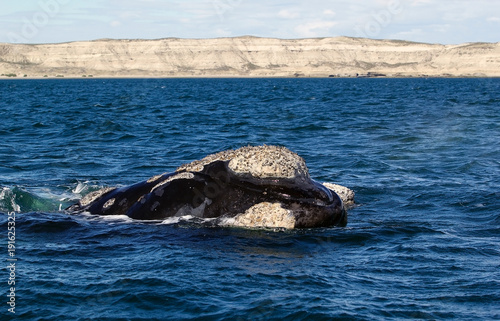 Southern right whale at Puerto Piramides in Valdes Peninsula, Atlantic Ocean, Argentina © Maurizio