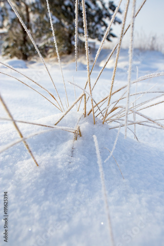 Dry grass in snow on nature