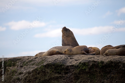 Sea Lions on the rock in the Valdes Peninsula, Atlantic Ocean, Argentina