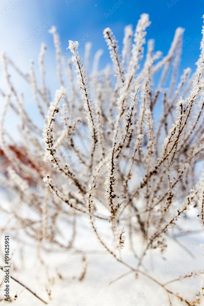 Dry grass in snow on nature Dry grass in snow on nature