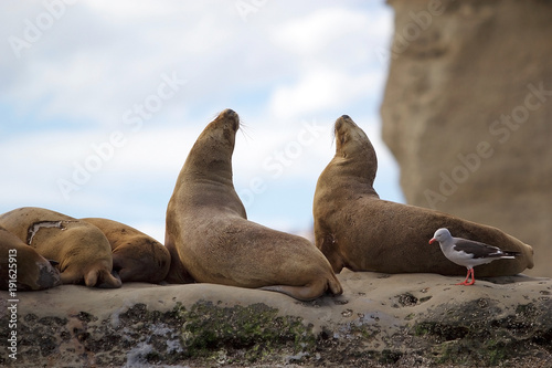 Sea Lions and seagull on the rock in the Valdes Peninsula, Atlantic Ocean, Argentina