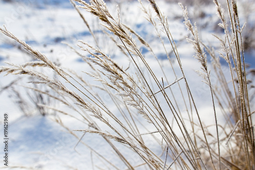 Dry grass in snow on nature