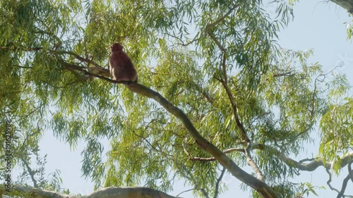 Small monkey eats leaves on branch of big tree on Rock of Gibraltar in sunlight
