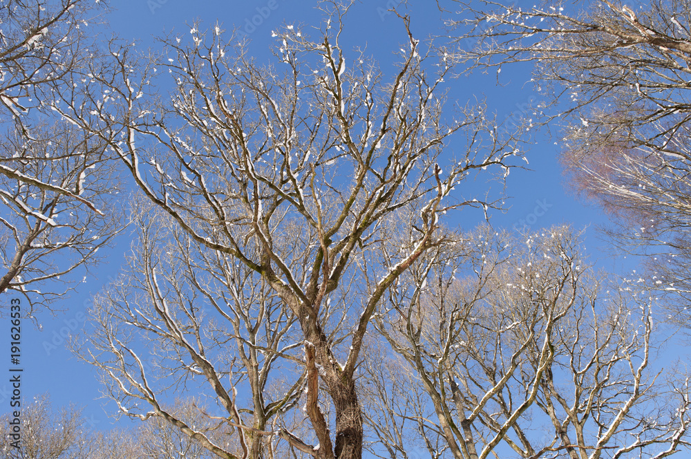 Fototapeta premium Arbres sur fond de ciel bleu