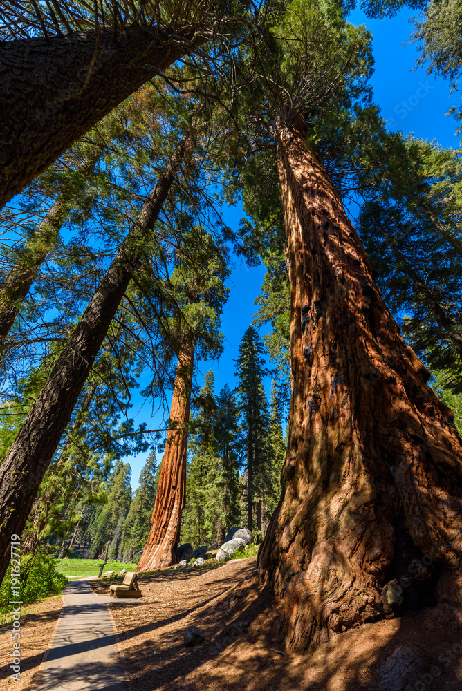 Beautiful scenery on the Big Trees Trail in Sequoia National Park where are the biggest trees of the world, California. USA. Beautiful scenery on the Big Trees Trail in Sequoia National Park where are the biggest trees of the world, California. USA.