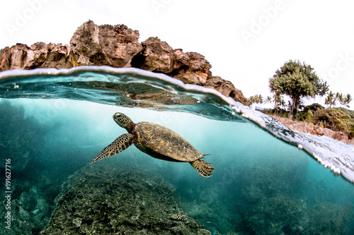 Beautiful Green sea turtle swimming in tropical island reef in hawaii, split over/underwater picture photo