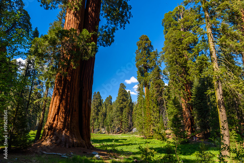 People walking on the Big Trees Trail in Sequoia National Park where are the biggest trees of the world, California. USA.