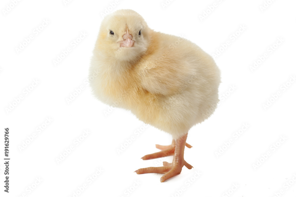 small fluffy yellow Easter chicken on a white background small fluffy yellow Easter chicken on a white background