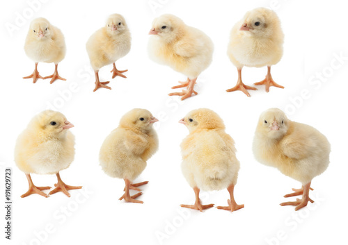 small fluffy yellow Easter Chickens on a white background