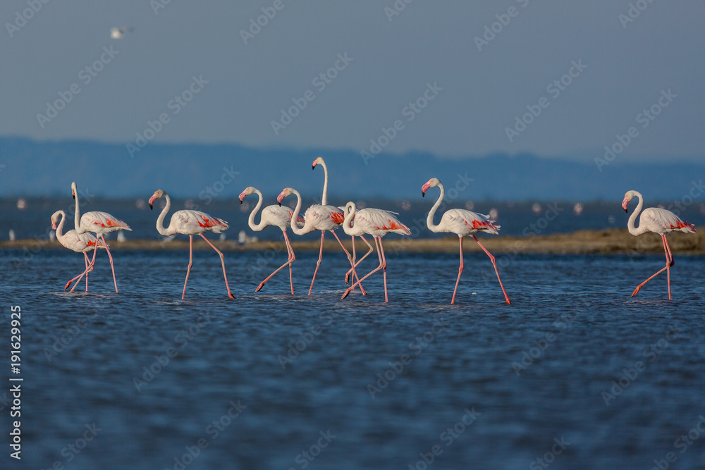 Fototapeta premium FLAMANTS ROSES
