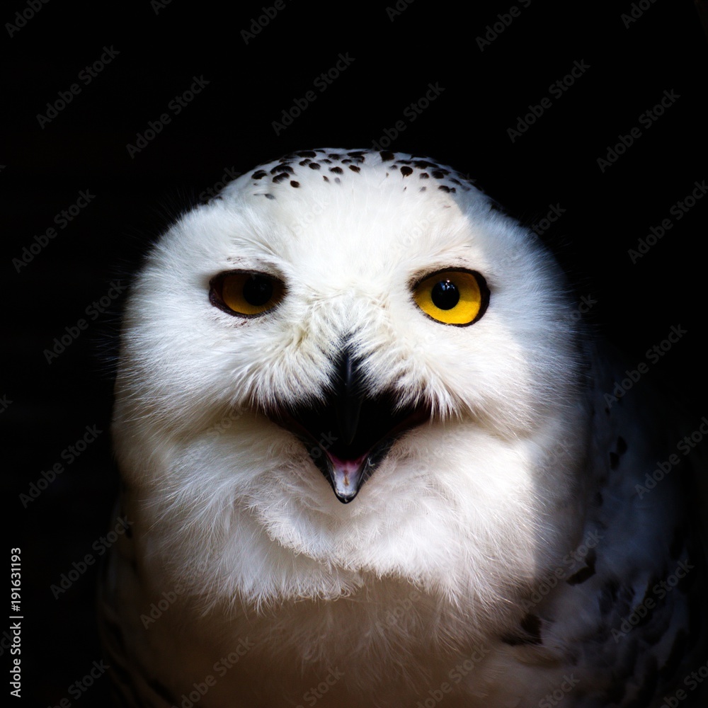 Obraz premium Head of angry looking snowy owl with open beak coming out of shadows. Dramatic lighting hides one eye of animal in deep shadow