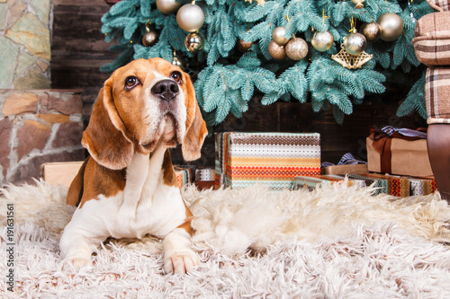 Faithful beagle dog waiting for gifts on the fur carpet near decorated New Year tree. photo