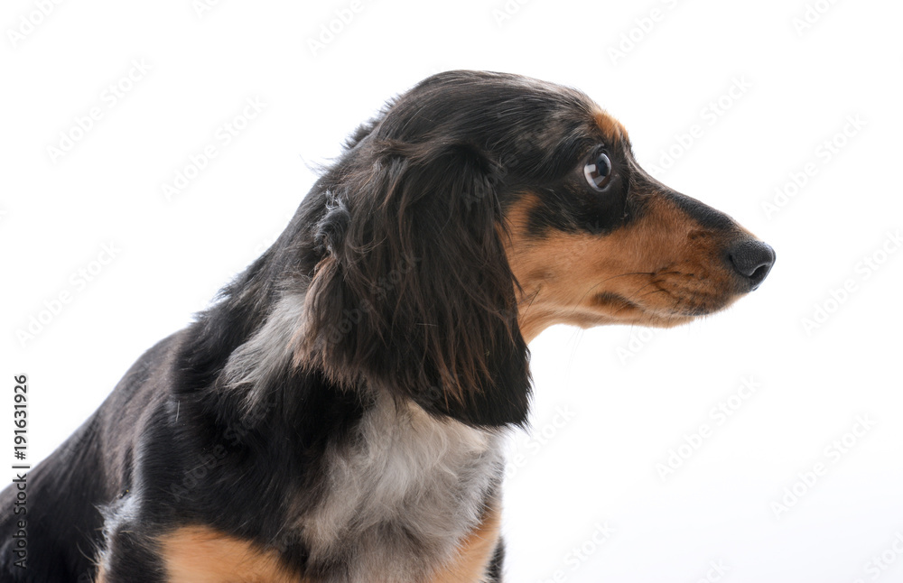 miniature longhaired dachshund