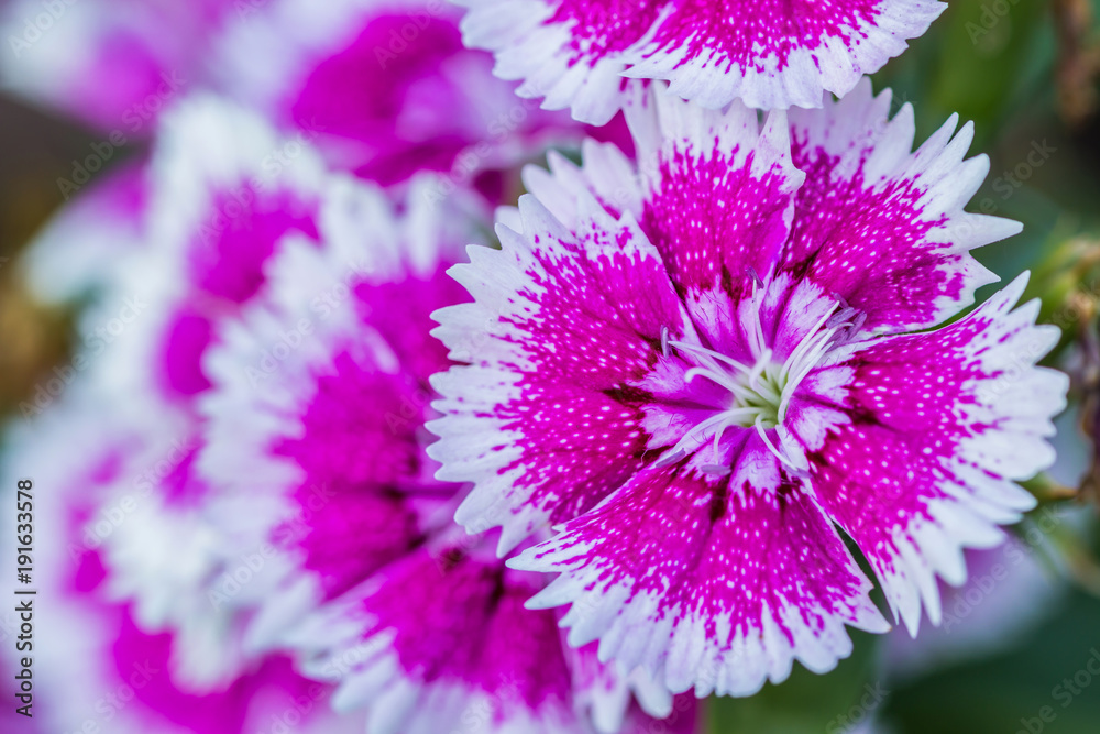 Obraz premium Dianthus Chinensis Flowers