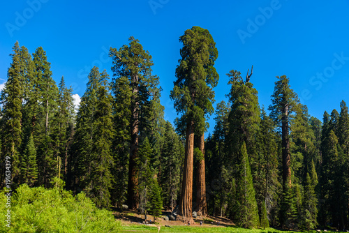 People walking on the Big Trees Trail in Sequoia National Park where are the biggest trees of the world, California. USA.