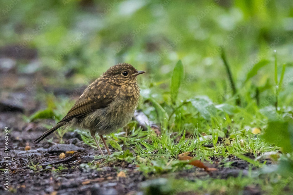 Juvenile European robin (Erithacus rubecula) Juvenile European robin (Erithacus rubecula)