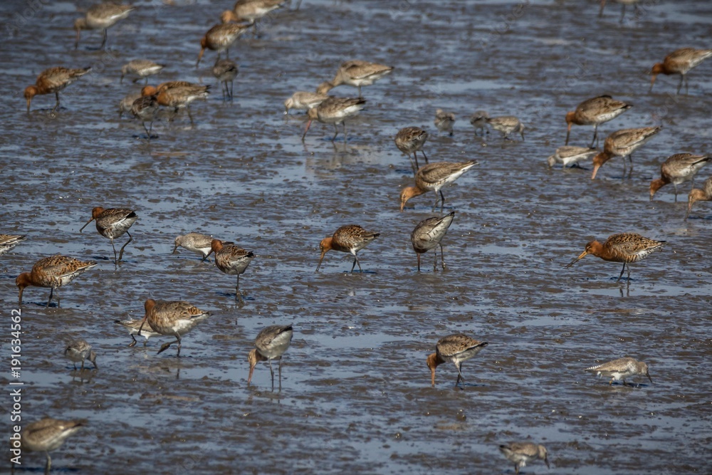Fototapeta premium Black-tailed godwits (Limosa limosa) feeding on mudflats