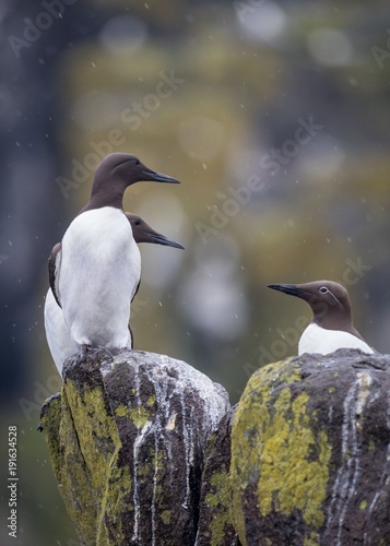 Common guillemots (Uria aalge) in the rain