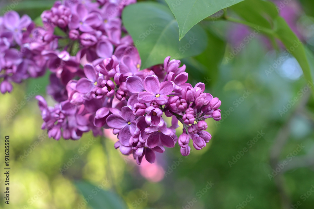 Purple lilac in bloom Purple lilac in bloom