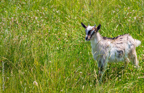 goatling and shepherdess on the green meadow