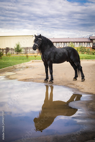 Fotografie Black horse percheron outdoor on farm looking on himself  at the reflection in w