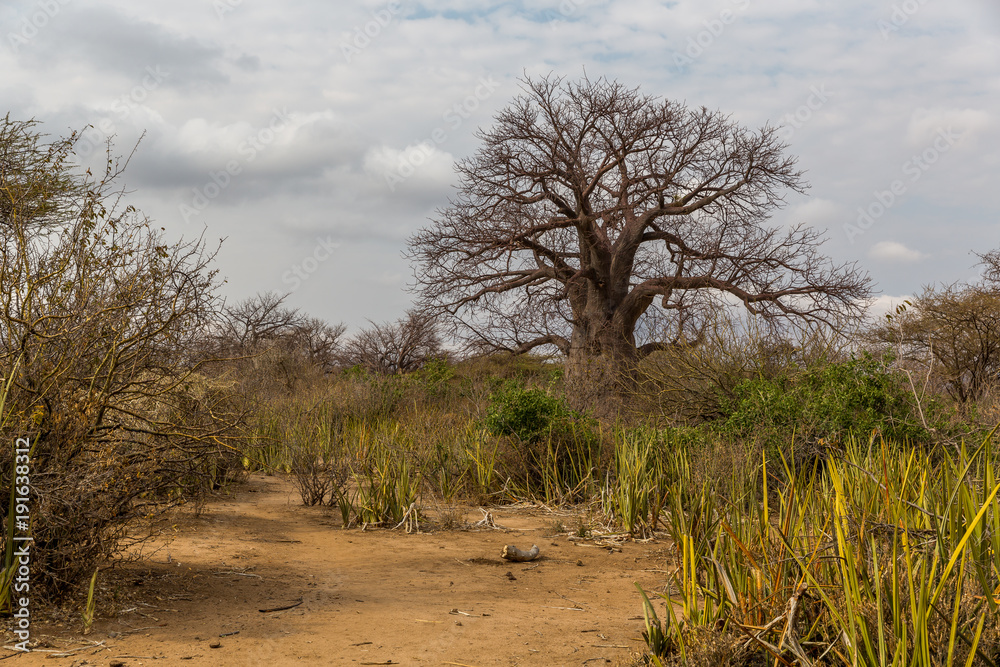 Baobabbaum (Adansonia digitata) - Afrikanischer Affenbrotbaum - Tansania 