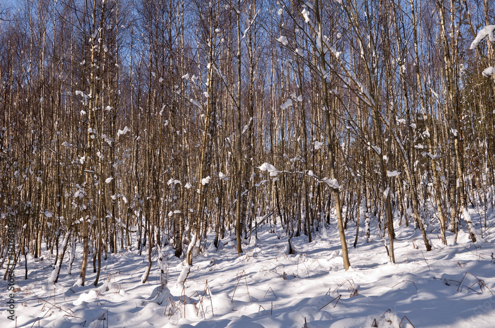 Fototapeta premium Forêt par temps de neige avec ciel bleu 