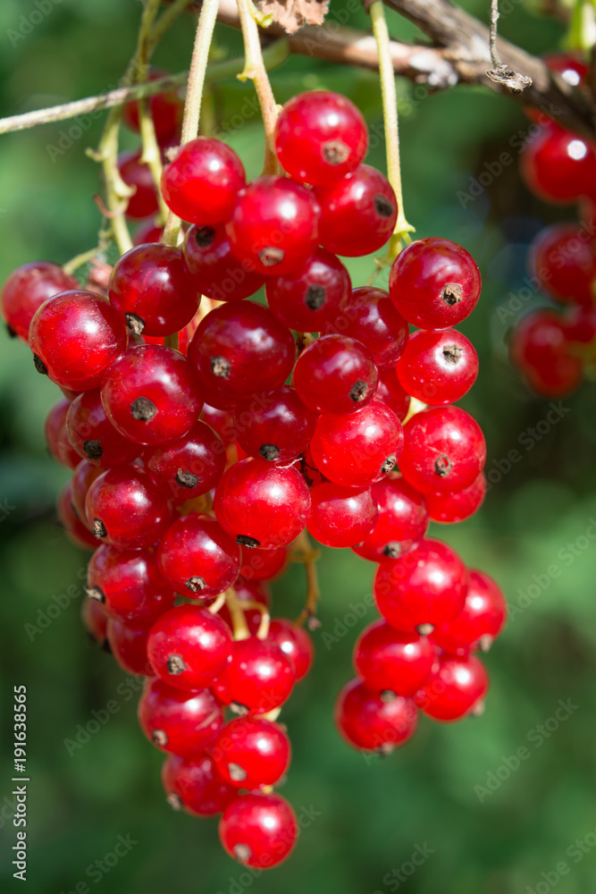 Fresh red currant on a branch and green leaves in garden. Sunny day. Close up.