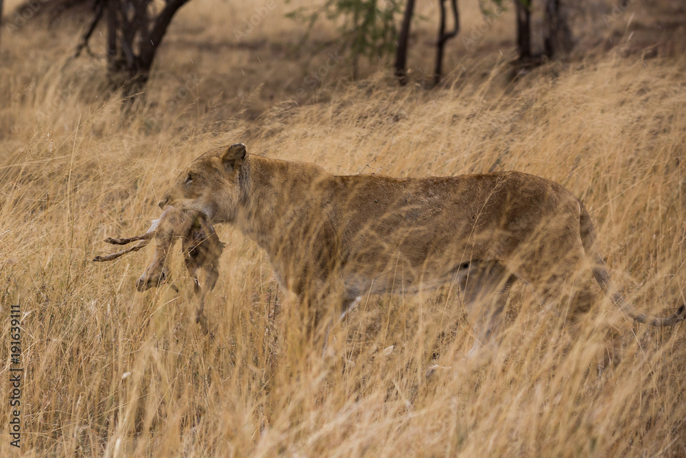 Obraz premium Löwe (Panthera leo)