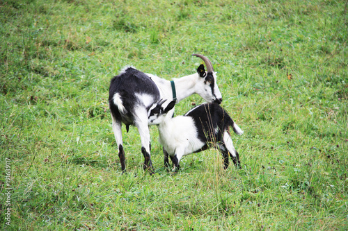 domestic goats on green meadow - female goat feeding her kid
