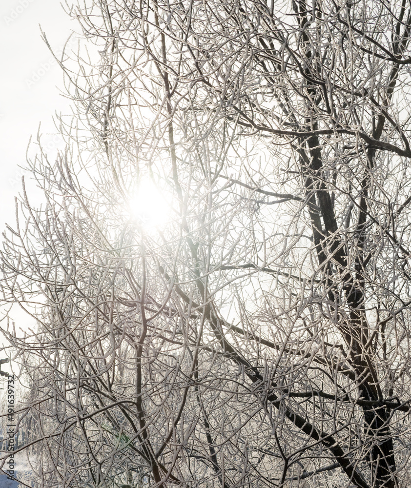 The sun's rays pass through the frozen bare branches in the ice The sun's rays pass through the frozen bare branches in the ice