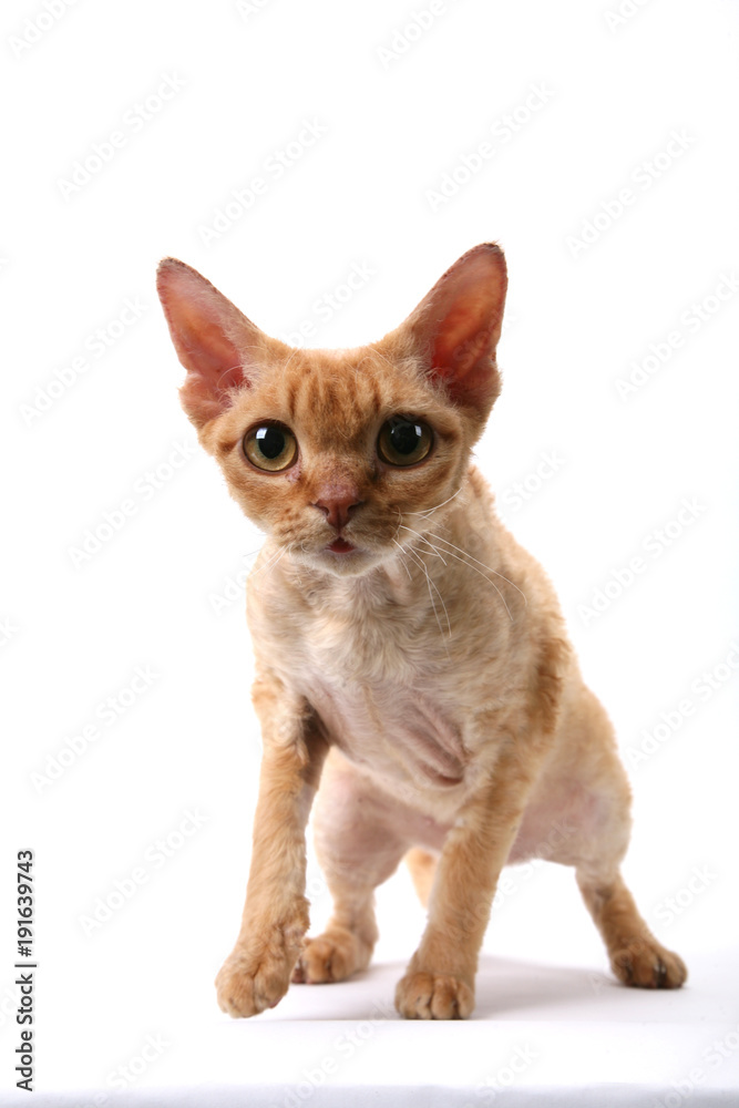 cat breed red little wool eyes big gait graceful predatory look pet different pose white background isolated