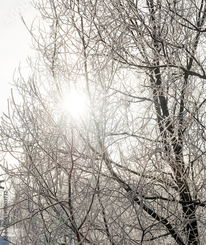 The sun's rays pass through the frozen bare branches in the ice
