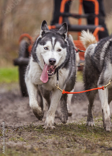 Siberian husky during a race