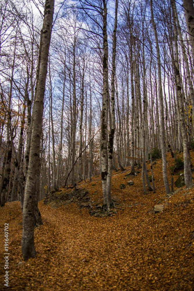 Autumn forest in Ordesa and Monte Perdido National Park, Spain Autumn forest in Ordesa and Monte Perdido National Park, Spain