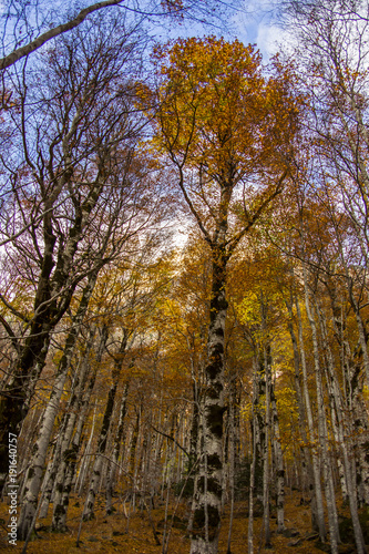 Autumn forest in Ordesa and Monte Perdido National Park, Spain