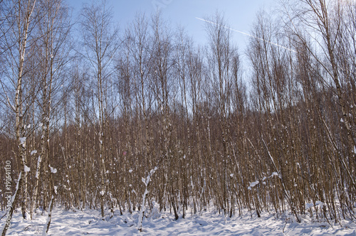 Forêt par temps de neige avec ciel bleu 